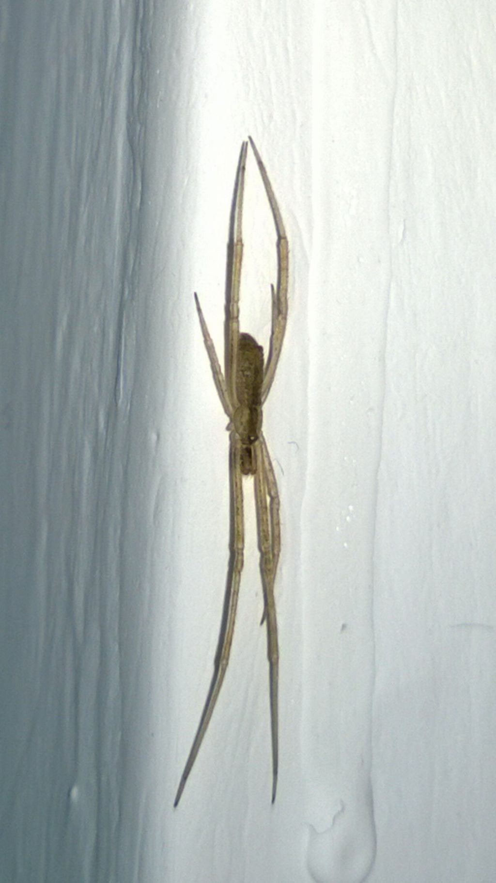 Episinus algiricus - Francavilla Fontana (BR)